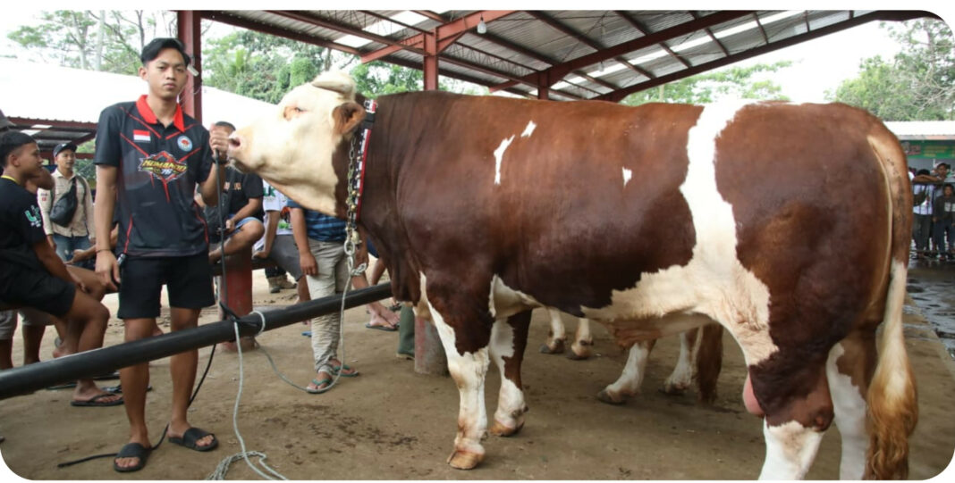 Seorang peserta memegang sapi jumbo jenis Limousin berbobot lebih dari 1 ton dalam acara Kontes dan Expo Sapi APPSI Season 2 di Pasar Hewan Jelok, Cepogo, Boyolali. (Dok/Humas PKH)
