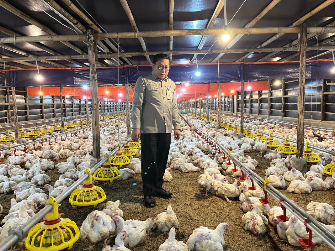 Dirjen Peternakan dan Kesehatan Hewan Kementan, Agung Suganda, meninjau langsung kondisi peternakan ayam ras di salah satu sentra produksi unggas, Rabu (30/4/2025), sebagai bagian dari pengawasan distribusi dan upaya stabilisasi harga ayam hidup. (Dok/Humas PKH)