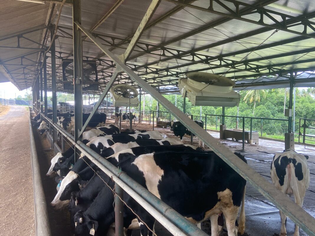 Sapi perah impor asal Victoria, Australia, yang kini mulai berproduksi di PT Juang Jaya Abadi Alam (JJAA), Lampung Selatan, Minggu (11/5/2025). (Dok/Humas PKH)