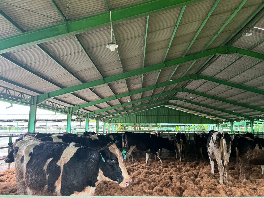 Sapi perah bunting dalam kandang modern, siap didistribusikan ke berbagai koperasi peternak rakyat di Indonesia sebagai bagian dari program investasi produktif. (Dok/Humas PKH)